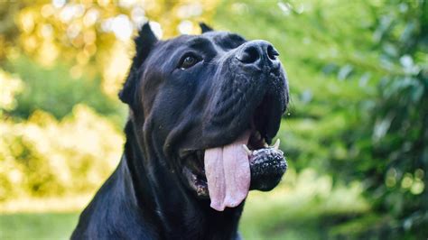 Cane Corso Ear Cropping Why Are Cane Corso Ears Cropped