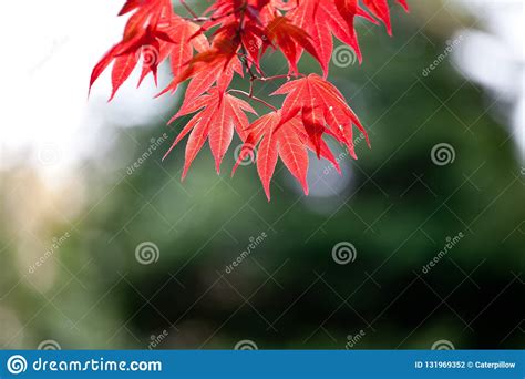 Red Leaves Of Japanese Maple Latin Name Acer Japonicum Stock Photo
