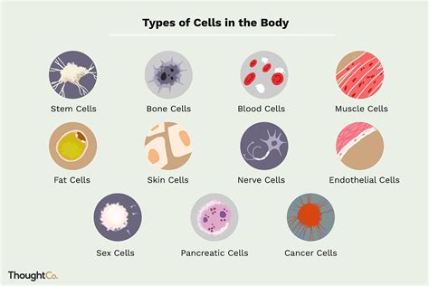Different Types Of Cells In The Human Body