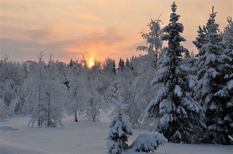 Sunset Winter Forest Trees Landscape Wallpaper 3917x2602 202136