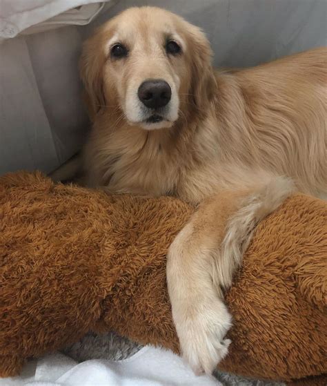 Brinkley The Golden On Instagram I Be Right Here Waiting For Pets