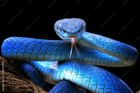 Blue Viper Snake Closeup Face Stock Photo Adobe Stock