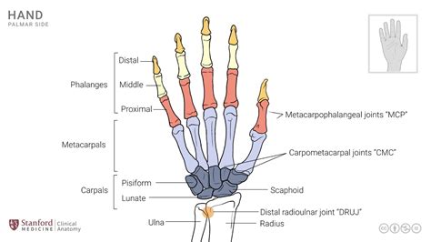Wrist And Hand Anatomy Joints