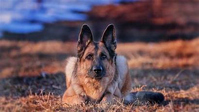 Dog Shepherd German Desktop Backgrounds 1080p Wallpapers