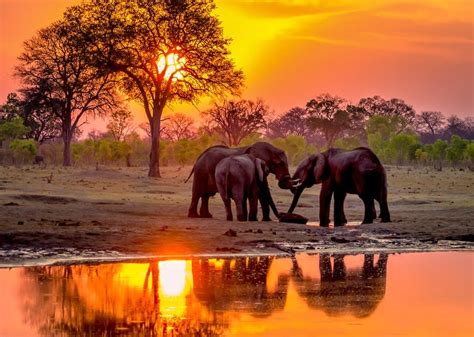 Hwange Sunset Elephants At Waterhole 3 By Pegertler Elephant Elephant Love African Elephant