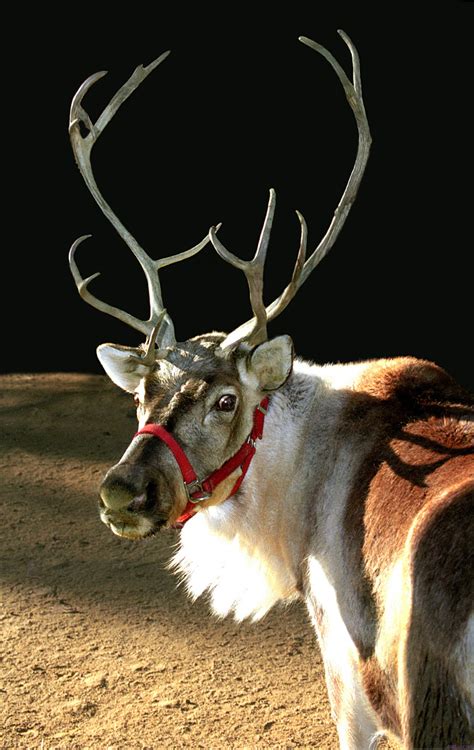 La Zoo Announces Reindeer Arrival For The Holidays Petlvr Archives