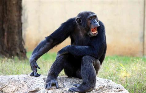 Western West African Chimpanzee Profile Traits Facts Primates