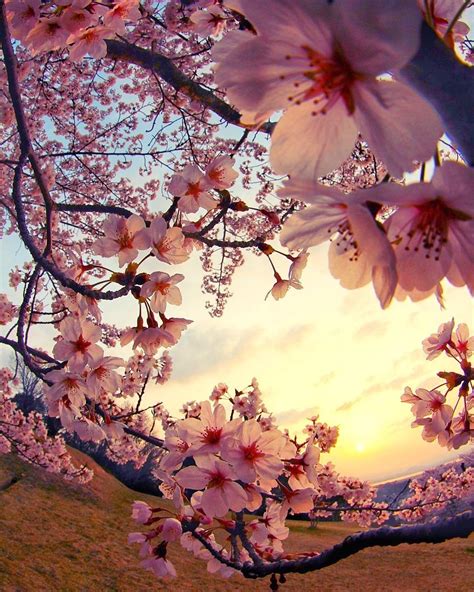 The Beauty Of The Sakura Cherry Blossoms At Sunset Japan