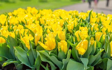 Floral Spring Background Yellow Tulips Traditional Easter Flowers