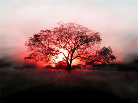 Silhouette Of Tree Landscape Sunset Trees Hd Wallpaper Wallpaper Flare
