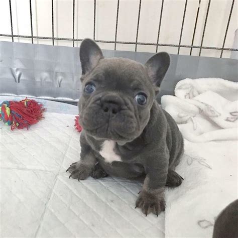 Last Remaining Girl Frenchie In Southampton Hampshire Gumtree