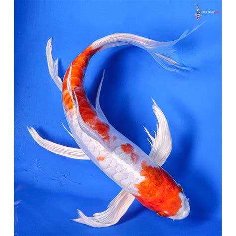 11 Imported Kikusui Butterfly Koi Koi Fish For Sale