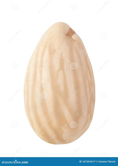 Single Blanched Almond Isolated On White Background Stock Image Image