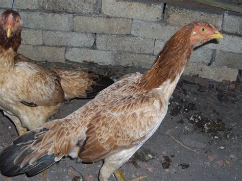 Bulan puasa juga merupakan bulan perjuangan yang harus dilakukan umat islam dimana kita. Pembiak Ayam Ratu LHK dan SG: Ayam sabung di Kg Besar Agrofarm / Siamese fighter Chicken at KB ...