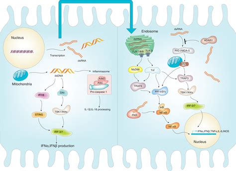 Immune Activation in the Liver by Nucleic Acids