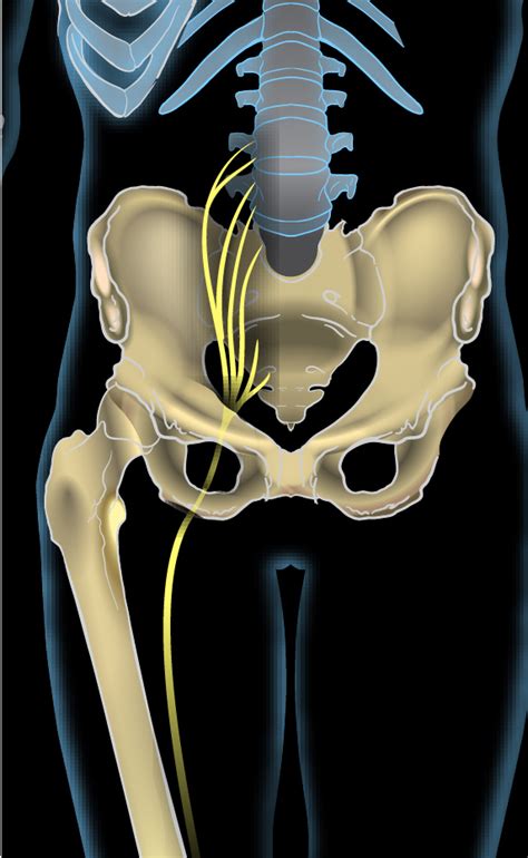 7 Best Pinched Sciatic Nerve Stretches And Exercises