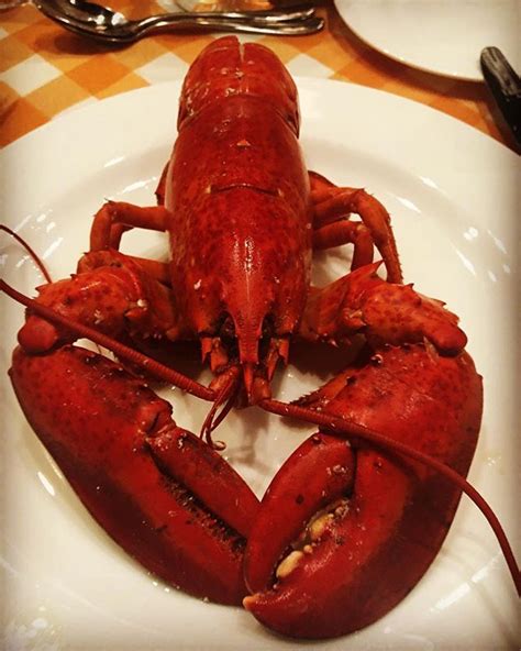 local pei lobster being served at our culinary federation dinner in pei the lobster is served