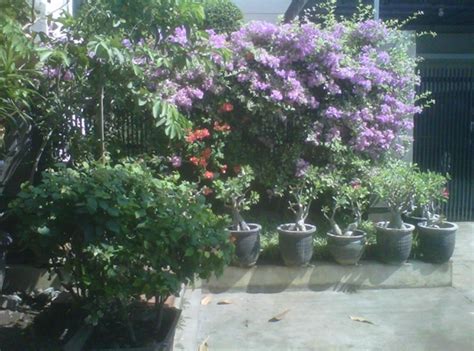 Kemudian ada juga tanaman hias yang biasa ditaruh di depan rumah guys, yang berdaun tunggal serta punya tulang daun yang menyirip. Desain Dan Tata Letak Tanaman Hias Pada Taman Rumah ...