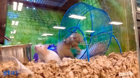 Hamsters Playing Youtube