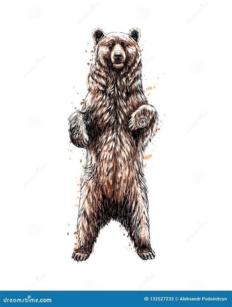Standing Bear Illustration Cartoon Vector 113425009