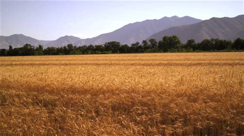 Slow Panning Shot Of Wheat Field With Mountains Youtube