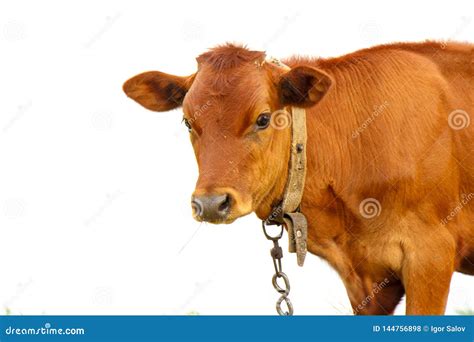 Young Brown Calf On White Background Closeup Stock Photo Image Of