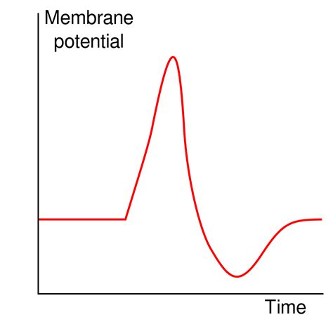 Solved On The Action Potential Graph Below Draw The Four