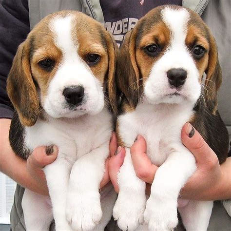 Twins 🐶🐶 📷 Credit 👉 Stourbrookbeagles 👈 Tag Your Friends Who Needs To