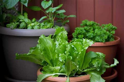 How To Grow And Care For Vegetables Fruit And Herbs In Containers
