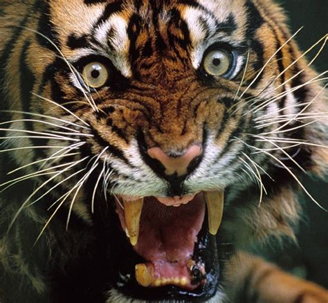 Tiger Wallpaper Tigers Photo 1598843 Fanpop