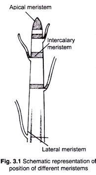 The meristems present at the tips of roots and shoot are called apical meristems. 4 Types of Meristematic Tissues and their Functions