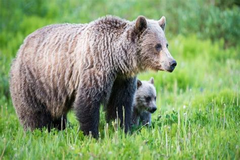 Grizzly Bear Mauls Montana Hunter In National Forest