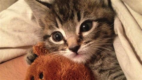 Morning Cup of Links: Cuddling Kitties | Mental Floss