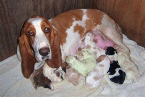 Check spelling or type a new query. Basset Hound Puppies AKC for Sale in Katy, Texas Classified | AmericanListed.com