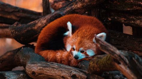 Red Panda Bear Is Lying Down On Tree Trunk 4k Hd Panda Wallpapers Hd