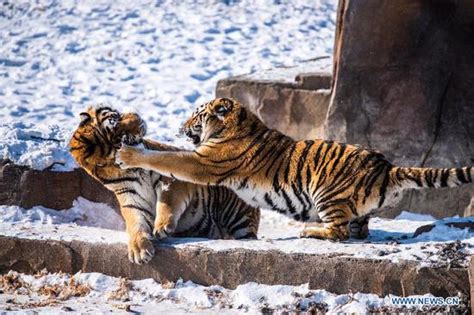 Any changes will be insufficient to turn vietnam into a new asian tiger. How Fast Can a Siberian Tiger Run? - Amur Tiger Speed ...