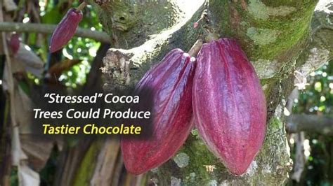 ‘stressed Out Cocoa Trees Could Produce More Flavorful Chocolate