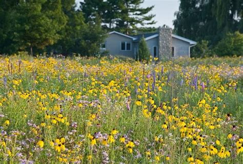 Country Gardener Wildflower Meadow Has Never Looked Better