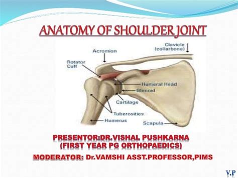 Anatomy Of Shoulder Joint