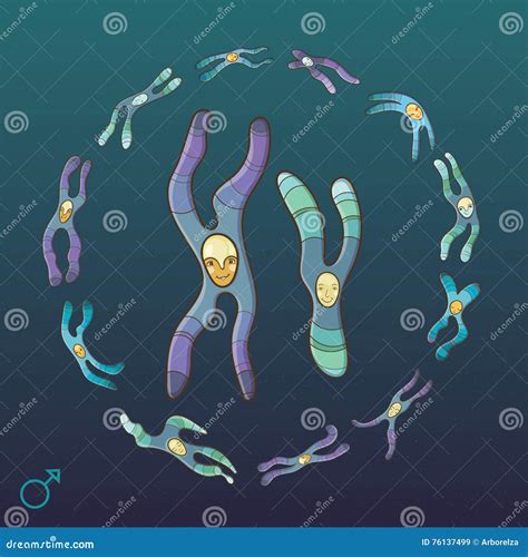Illustration Of X And Y Chromosome Male Genotype Stock Vector Illustration Of Card
