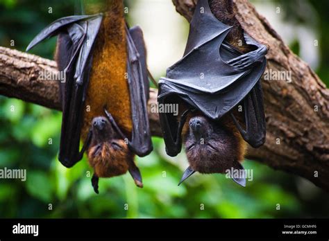 Two Black Flying Foxes Pteropus Alecto Hanging In A Tree Kakadu