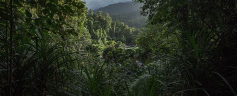 Wet Tropics Rainforest - a Prehistoric Wonder | Tropical North QLD