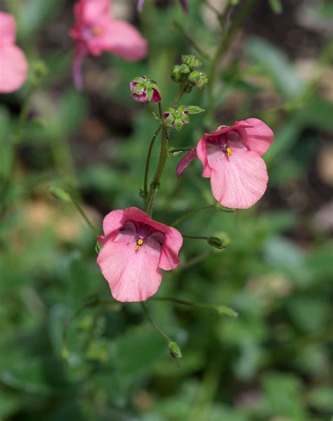 These flowers are partial to full sun, so be sure to keep them in a bright and sunny area. Indigenous flowers for a pink palette garden in South Africa