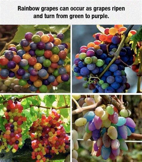 Rainbow Grapes Pictures Photos And Images For Facebook Tumblr