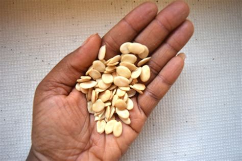 Egusi Melon Seeds Afrolems Nigerian Food Blog