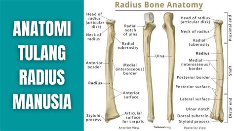 Anatomi Tulang Radius Manusia Anatomi Tutorial
