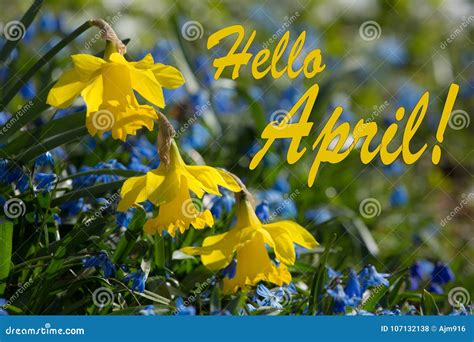 Hello April Yellow And Blue Spring Lilly Blooming Stock Photo Image