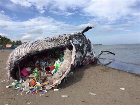 Spotted In Naic Cavite A 60 Kilogram Whale Sculpture Made Out Of