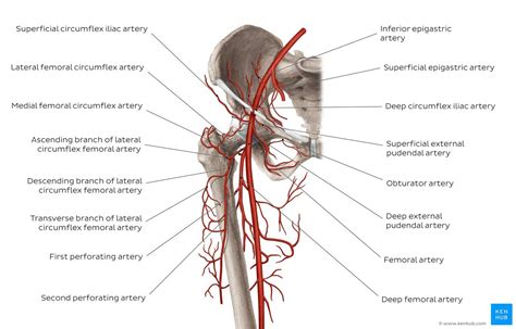 Femoral Artery And Its Branches Kenhub Arteries Branch It Branch