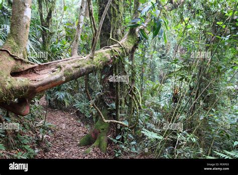Brazil Jungle Hiking Trail In Mata Atlantica Atlantic Rainforest